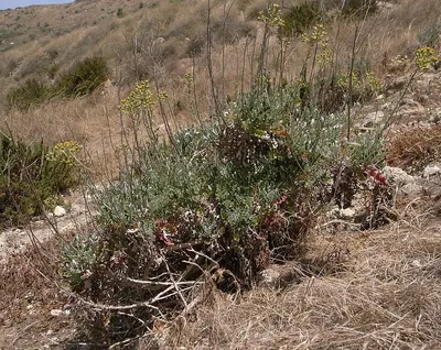 Silver Ragwort