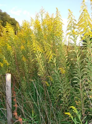 Canada goldenrod