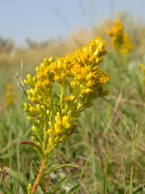 Missouri goldenrod