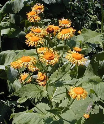 Heartleaf oxeye