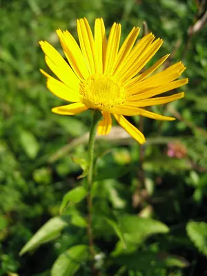 Ox-eye