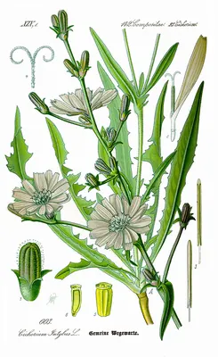 Chicory
