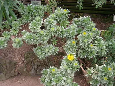 Asteriscus sericeus