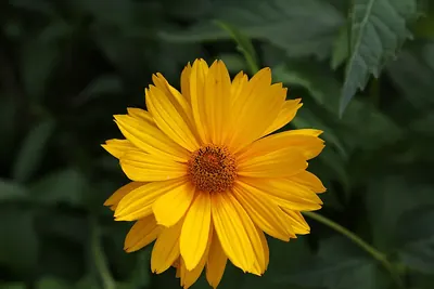 Smooth oxeye