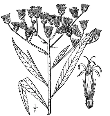 Giant ironweed
