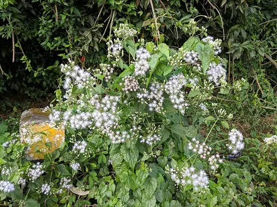 Bittervine