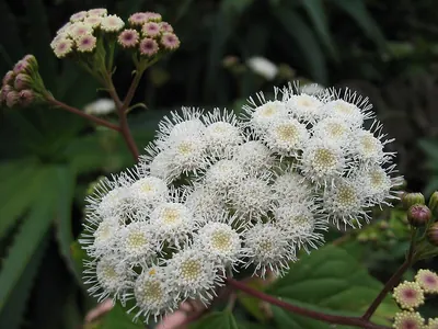 Sticky snakeroot