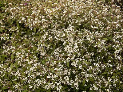 Spreading snakeroot