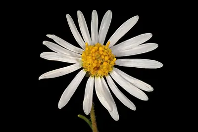 Felicia muricata