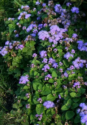 Bluemink