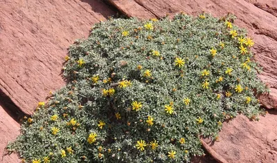 Jones' false goldenaster