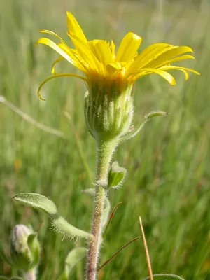 Hairy false goldenaster