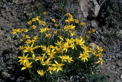 Stemless mock goldenweed