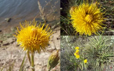 Schlechtendalia luzulifolia