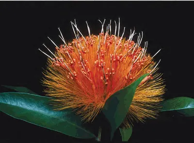 Stifftia chrysantha