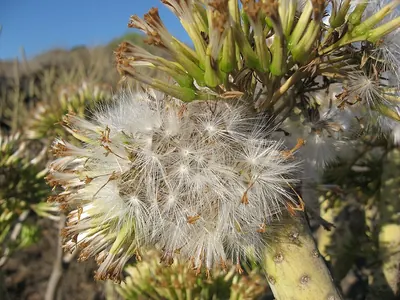 Kleinia neriifolia