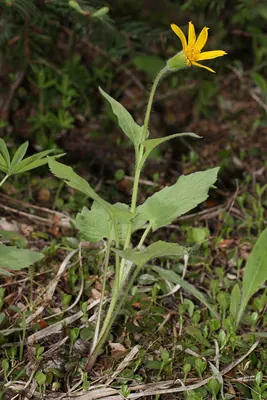 Heart-leaf Arnica