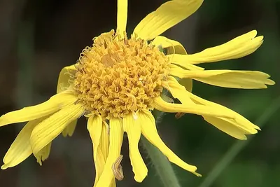 Mountain arnica