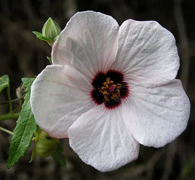 Spearleaf swampmallow