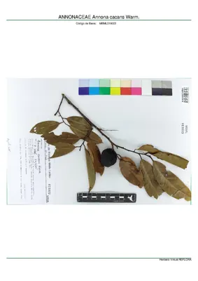 Annona cacans