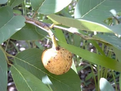 Wild custard-apple
