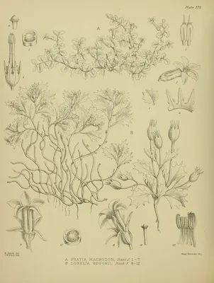 Lobelia macrodon