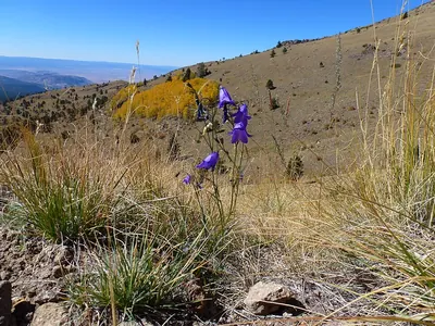 Parry's bellflower