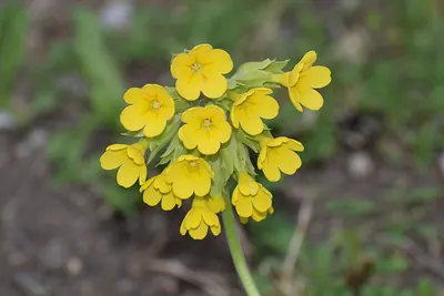 True oxlip