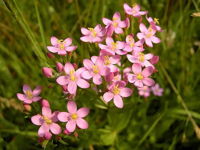 European centaury