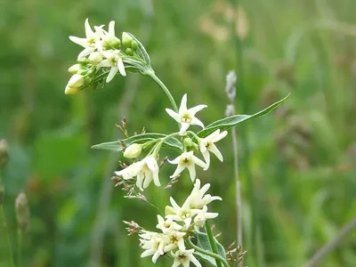 White swallow-wort