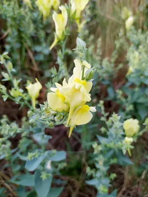 Balkan Toadflax
