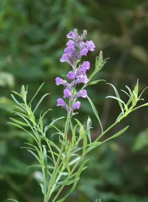 Purple Toadflax