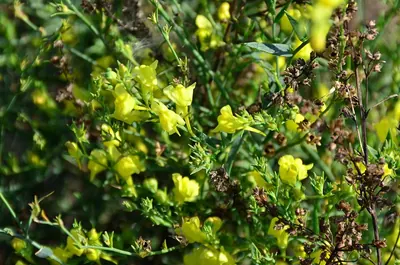 Broomleaf toadflax