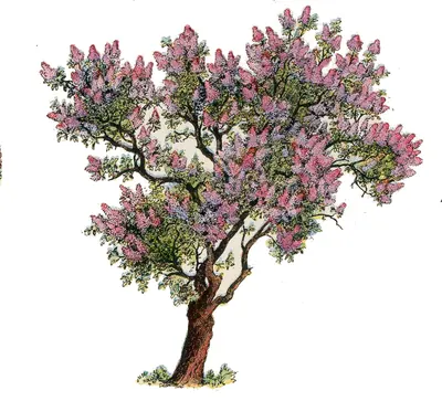 Common Lilac