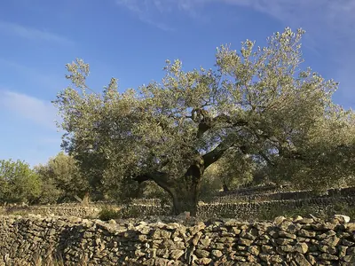 Olive tree