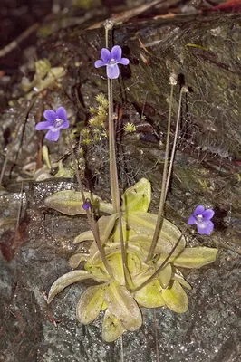 California butterwort