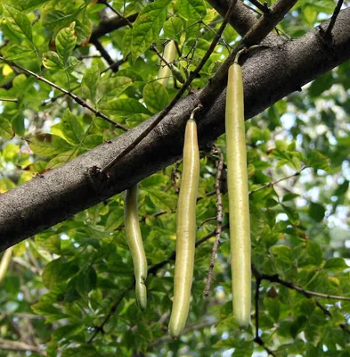 Candle tree