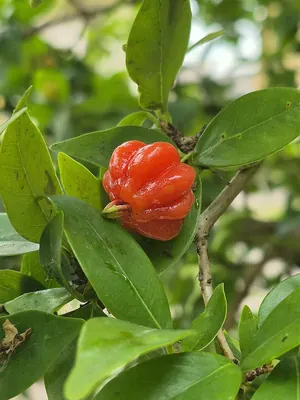 Surinam cherry