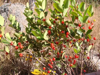 Eugenia punicifolia