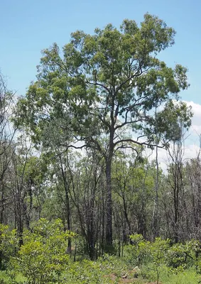 Corymbia trachyphloia