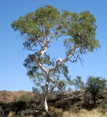 Ghost gum
