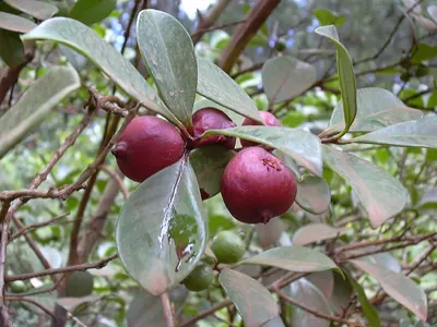 Strawberry guava