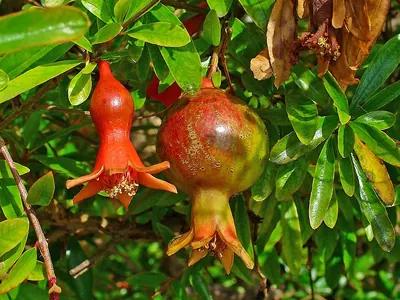 Pomegranate