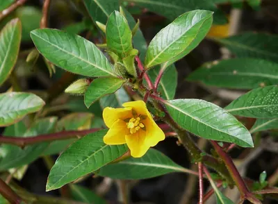 Floating primrose-willow