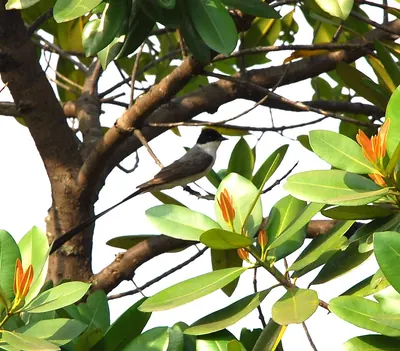 Calophyllum brasiliense