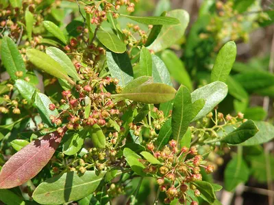 Florida hopbush