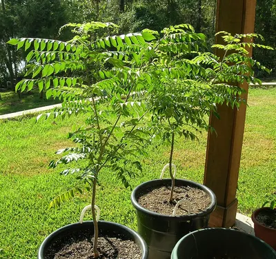 Curryleaftree