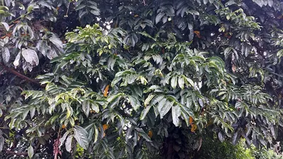 Schweinfurth's olive