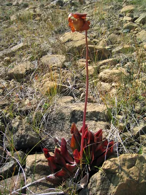 Purple pitcherplant