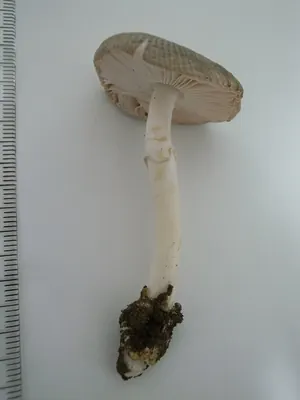 Amanita longistriata